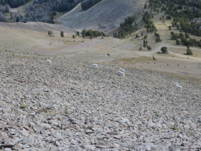 Never imagined we could have shared a training run with some mountain goats